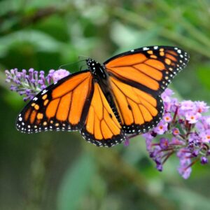  Butterfly Habitat